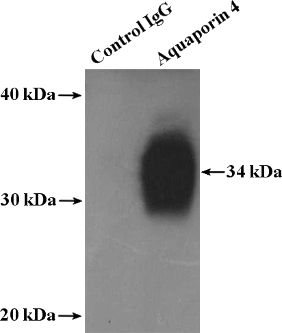 IP Result of anti-AQP4 (IP:Catalog No:108047, 4ug; Detection:Catalog No:108047 1:300) with mouse heart tissue lysate 4000ug.