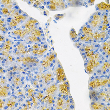 Immunohistochemistry - EDN3 Polyclonal Antibody 