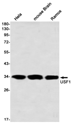 Western blot detection of USF1 in Hela,mouse Brain,Ramos using USF1 Rabbit mAb(1:1000 diluted)