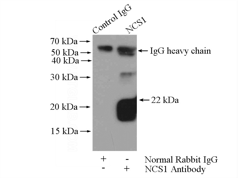 IP Result of anti-FREQ (IP:Catalog No:113048, 4ug; Detection:Catalog No:113048 1:1000) with mouse brain tissue lysate 4000ug.