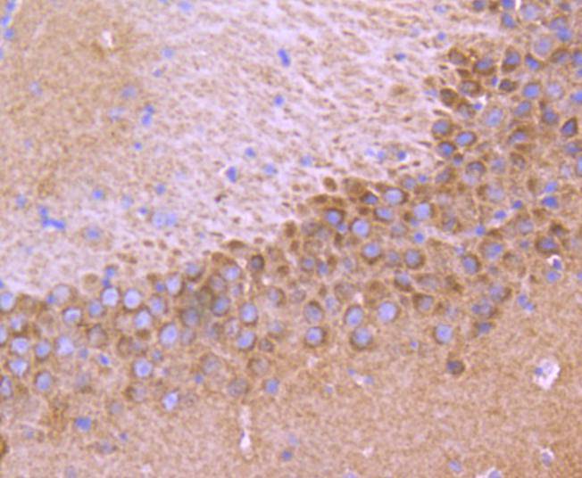 Fig5: Immunohistochemical analysis of paraffin-embedded mouse brain tissue using anti-TrkA+B+C antibody. Counter stained with hematoxylin.