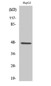 Fig1:; Western Blot analysis of various cells using SLC17A2 Polyclonal Antibody