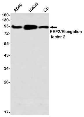Western blot detection of EEF2/Elongation factor 2 in A549,U2OS,C6 using EEF2/Elongation factor 2 Rabbit mAb(1:1000 diluted)
