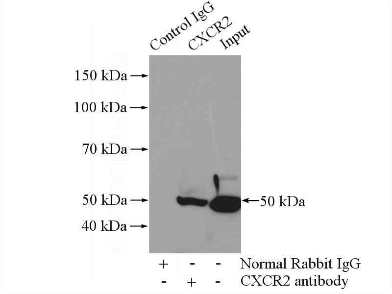 IP Result of anti-IL8RB (IP:Catalog No:109643, 4ug; Detection:Catalog No:109643 1:1000) with HepG2 cells lysate 3200ug.