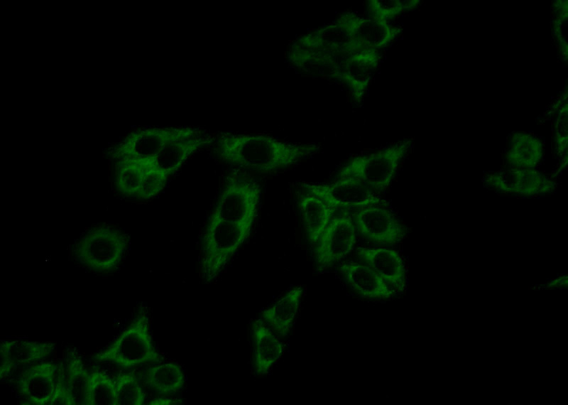 Immunofluorescent analysis of HepG2 cells using Catalog No:110060(DBH Antibody) at dilution of 1:25 and Alexa Fluor 488-congugated AffiniPure Goat Anti-Rabbit IgG(H+L)