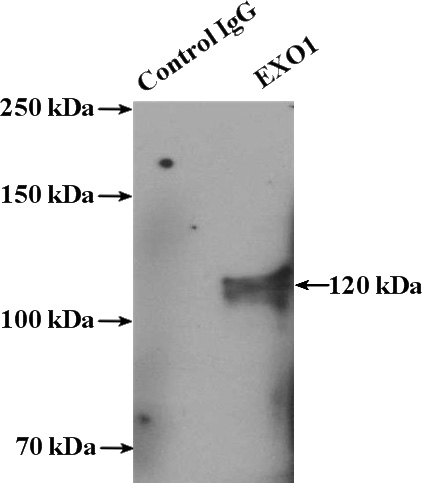 IP Result of anti-EXO1 (IP:Catalog No:110499, 4ug; Detection:Catalog No:110499 1:500) with mouse thymus tissue lysate 2800ug.
