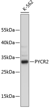 Western blot - PYCR2 Polyclonal Antibody 
