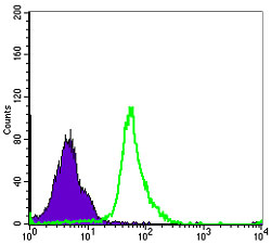 Flow cytometric analysis of MCF-7 cells using NFKB1 mouse mAb (green) and negative control (purple).