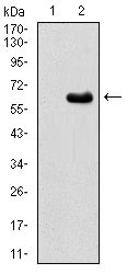 Western blot analysis using EIF2AK2 mAb against HEK293 (1) and EIF2AK2 (AA