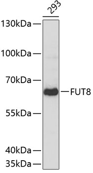 Western blot - FUT8 Polyclonal Antibody 