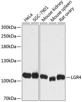 Western blot - LGR4 Polyclonal Antibody 