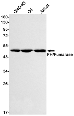 Western blot detection of FH/Fumarase in CHO-K1,C6,Jurkat cell lysates using FH/Fumarase Rabbit mAb(1:500 diluted).Predicted band size:55kDa.Observed band size:49kDa.