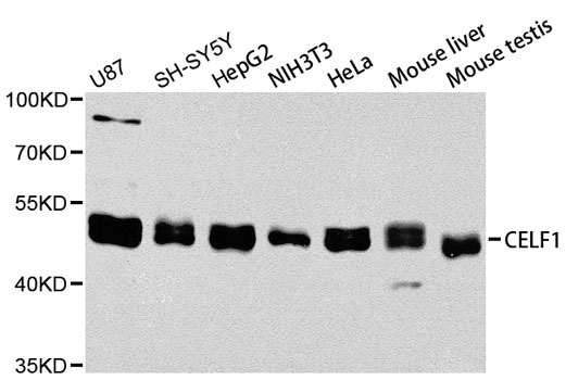 Western blot - CELF1 Polyclonal Antibody 