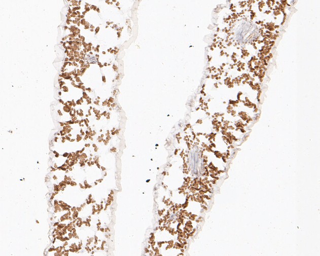 Fig2:; Immunohistochemical analysis of paraffin-embedded A. thaliana tissue using anti-PAS2 antibody. The section was pre-treated using heat mediated antigen retrieval with Tris-EDTA buffer (pH 8.0-8.4) for 20 minutes.The tissues were blocked in 5% BSA for 30 minutes at room temperature, washed with ddH; 2; O and PBS, and then probed with the primary antibody ( 1/50) for 30 minutes at room temperature. The detection was performed using an HRP conjugated compact polymer system. DAB was used as the chromogen. Tissues were counterstained with hematoxylin and mounted with DPX.