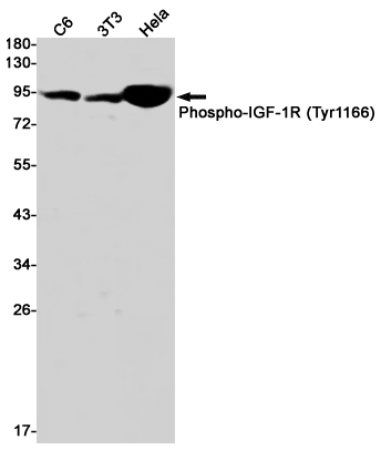 Western blot detection of Phospho-IGF-1R (Tyr1166) in C6,3T3,Hela cell lysates using Phospho-IGF-1R (Tyr1166) Rabbit pAb(1:1000 diluted).Predicted band size:155kDa.Observed band size:95kDa.
