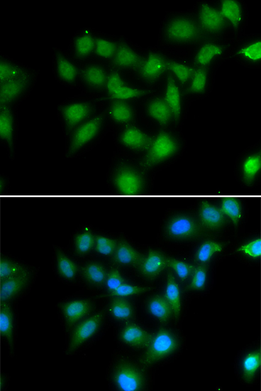 Immunofluorescence - POU2AF1 Polyclonal Antibody 