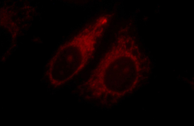 Immunofluorescent analysis of HepG2 cells, using USH1C antibody Catalog No:111255 at 1:25 dilution and Rhodamine-labeled goat anti-rabbit IgG (red).