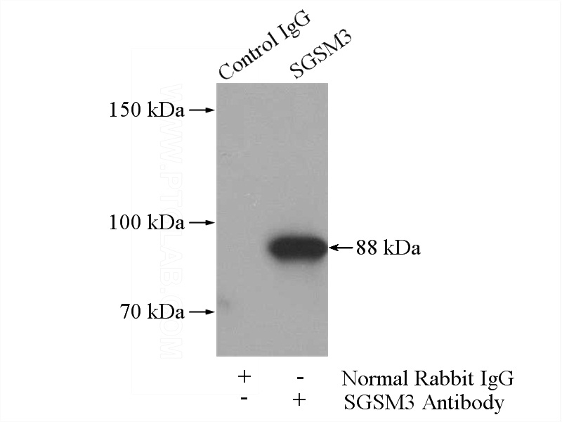 IP Result of anti-SGSM3 (IP:Catalog No:115175, 4ug; Detection:Catalog No:115175 1:600) with mouse brain tissue lysate 3440ug.