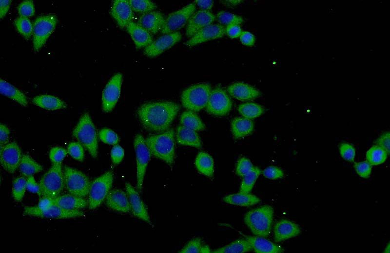 Immunofluorescent analysis of L02 cells using Catalog No:116222(TPTE2 Antibody) at dilution of 1:50 and Alexa Fluor 488-congugated AffiniPure Goat Anti-Rabbit IgG(H+L)