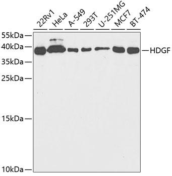Western blot - HDGF Polyclonal Antibody 