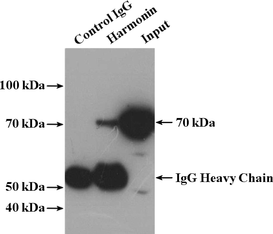 IP Result of anti-USH1C (IP:Catalog No:111255, 4ug; Detection:Catalog No:111255 1:600) with HEK-293 cells lysate 3000ug.