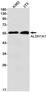 Western blot detection of ALDH1A1 in K562,3T3 cell lysates using ALDH1A1 Rabbit mAb(1:1000 diluted).Predicted band size:55kDa.Observed band size:55kDa.