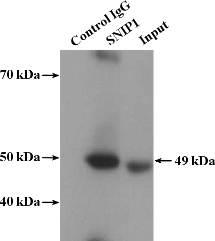 IP Result of anti-SNIP1 (IP:Catalog No:115453, 4ug; Detection:Catalog No:115453 1:1000) with HeLa cells lysate 2400ug.