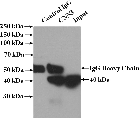 IP Result of anti-CNN3 (IP:Catalog No:109428, 4ug; Detection:Catalog No:109428 1:500) with HEK-293 cells lysate 3000ug.