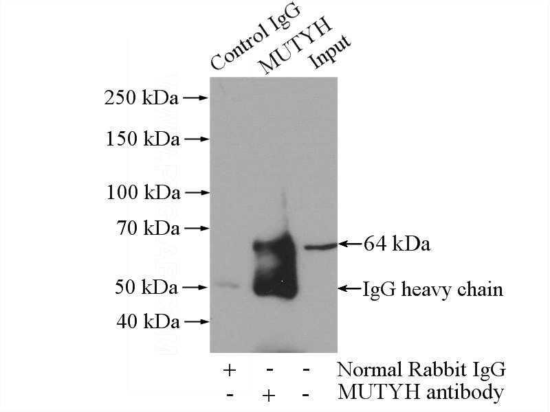 IP Result of anti-MUTYH (IP:Catalog No:112904, 4ug; Detection:Catalog No:112904 1:500) with HeLa cells lysate 3440ug.