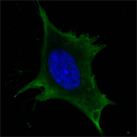 Confocal immunofluorescence analysis of 3T3-L1 cells using Calreticulin mouse mAb(green). Blue: DRAQ5 fluorescent DNA dye.