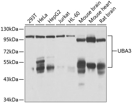 Western blot - UBA3 Polyclonal Antibody 