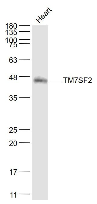 Fig1: Sample:; Heart (Mouse) Lysate at 40 ug; Primary: Anti- TM7SF2 at 1/1000 dilution; Secondary: IRDye800CW Goat Anti-Rabbit IgG at 1/20000 dilution; Predicted band size: 46 kD; Observed band size: 46 kD