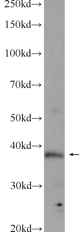 mouse testis tissue were subjected to SDS PAGE followed by western blot with Catalog No:115973(TADA1L Antibody) at dilution of 1:300