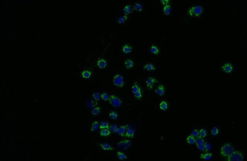 Immunofluorescent analysis of COLO 320 cells using Catalog No:114002(POLG2 Antibody) at dilution of 1:25 and Alexa Fluor 488-congugated AffiniPure Goat Anti-Rabbit IgG(H+L)