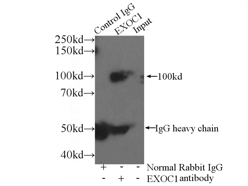 IP Result of anti-EXoc1 (IP:Catalog No:110501, 3ug; Detection:Catalog No:110501 1:1000) with mouse brain tissue lysate 3600ug.
