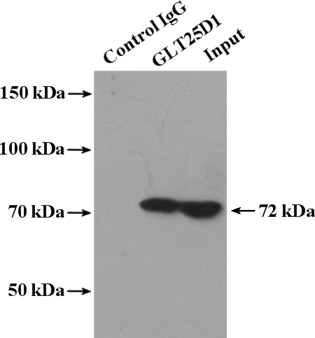 IP Result of anti-GLT25D1 (IP:Catalog No:111037, 4ug; Detection:Catalog No:111037 1:500) with HeLa cells lysate 4000ug.
