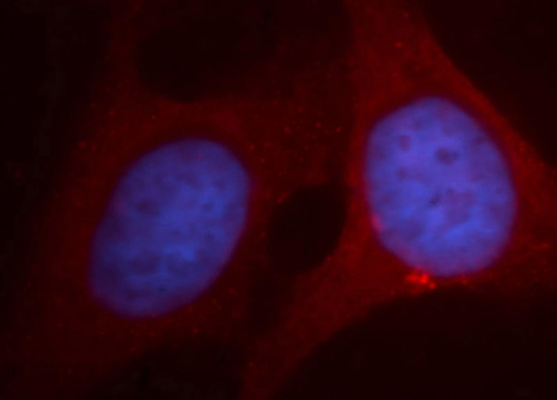Immunofluorescent analysis of HepG2 cells, using CLDN11 antibody Catalog No:109337 at 1:100 dilution and PE-labeled goat anti-rabbit IgG(red). Blue pseudocolor = DAPI (fluorescent DNA dye).