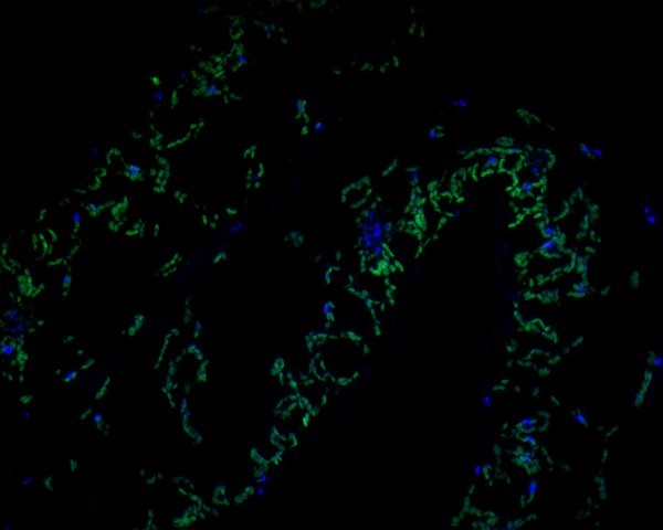 Fig1:; Immunofluorescence staining of paraffin- embedded A. thaliana using anti-AP-4 complex subunit sigma rabbit polyclonal antibody.The section was pre-treated using heat mediated antigen retrieval with Tris-EDTA buffer (pH 9.0) for 20 minutes. The tissues were blocked in 10% negative goat serum for 1 hour at room temperature, washed with PBS, and then probed with 175162# at 1/50 dilution for 10 hours at 4℃ and detected using Alexa Fluor® 488 conjugate-Goat anti-Rabbit IgG (H+L) Secondary Antibody at a dilution of 1:500 for 1 hour at room temperature.