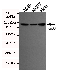 Western blot detection of Ku80 in A549,MCF7 and Hela cell lysates using Ku80 mouse mAb (dilution 1:500).Predicted band size:86KDa.Observed band size:86KDa.