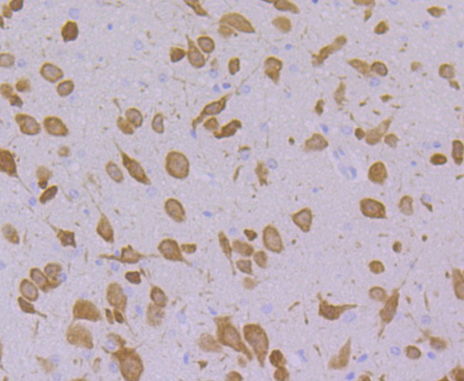 Fig6: Immunohistochemical analysis of paraffin-embedded mouse cerebellum tissue using anti-Emi1 antibody. Counter stained with hematoxylin.