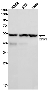 Western blot detection of Chk1 in K562 cell lysates using Chk1 Rabbit pAb(1:1000 diluted).Predicted band size:54KDa.Observed band size:54KDa.