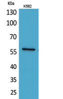 Fig1:; Western Blot analysis of K562 cells using Angptl1 Polyclonal Antibody.. Secondary antibody（catalog#: HA1001) was diluted at 1:20000