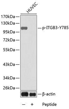 Western blot - Phospho-ITGB3-Y785 pAb 
