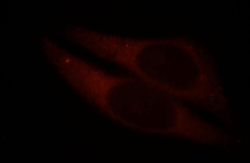 Immunofluorescent analysis of HepG2 cells, using TEKT1 antibody Catalog No:115936 at 1:25 dilution and Rhodamine-labeled goat anti-rabbit IgG (red).