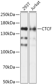 Western blot - CTCF Polyclonal Antibody 