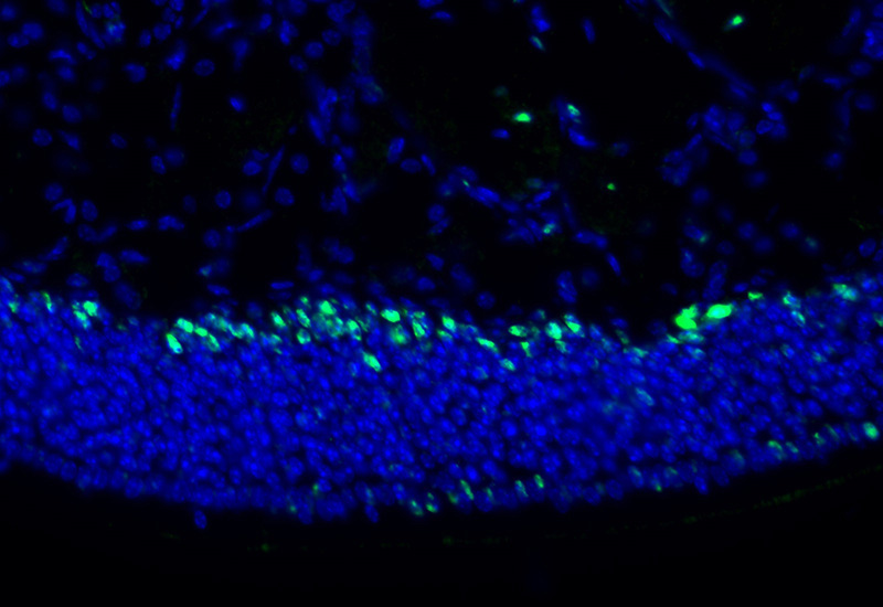 Fluorescent IHC on 1%PLP fixed frozen mouse olfactory epithelium tissue of DTX1 antibody (Catalog No:110036). Basal cell staining as expected with Sus cell staining on the apical layer. By Dr. Brian Lin (Schwob Lab).