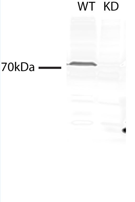 WB result of TMEM214 antibody (Catalog No:116178) with C2C12 cells (Control and KD).