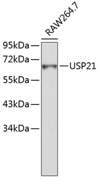 Western blot - USP21 Polyclonal Antibody 