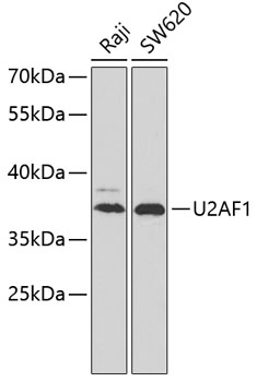 Western blot - U2AF1 Polyclonal Antibody 