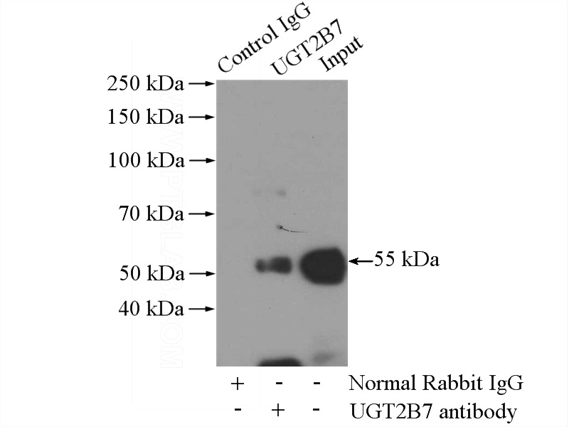 IP Result of anti-UGT2B7 (IP:Catalog No:116559, 4ug; Detection:Catalog No:116559 1:800) with mouse liver tissue lysate 4000ug.